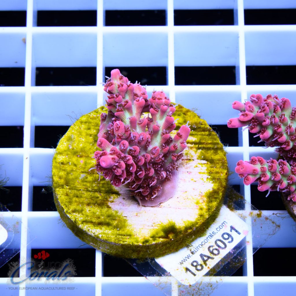 EC Red Snowdrop Acro RARE