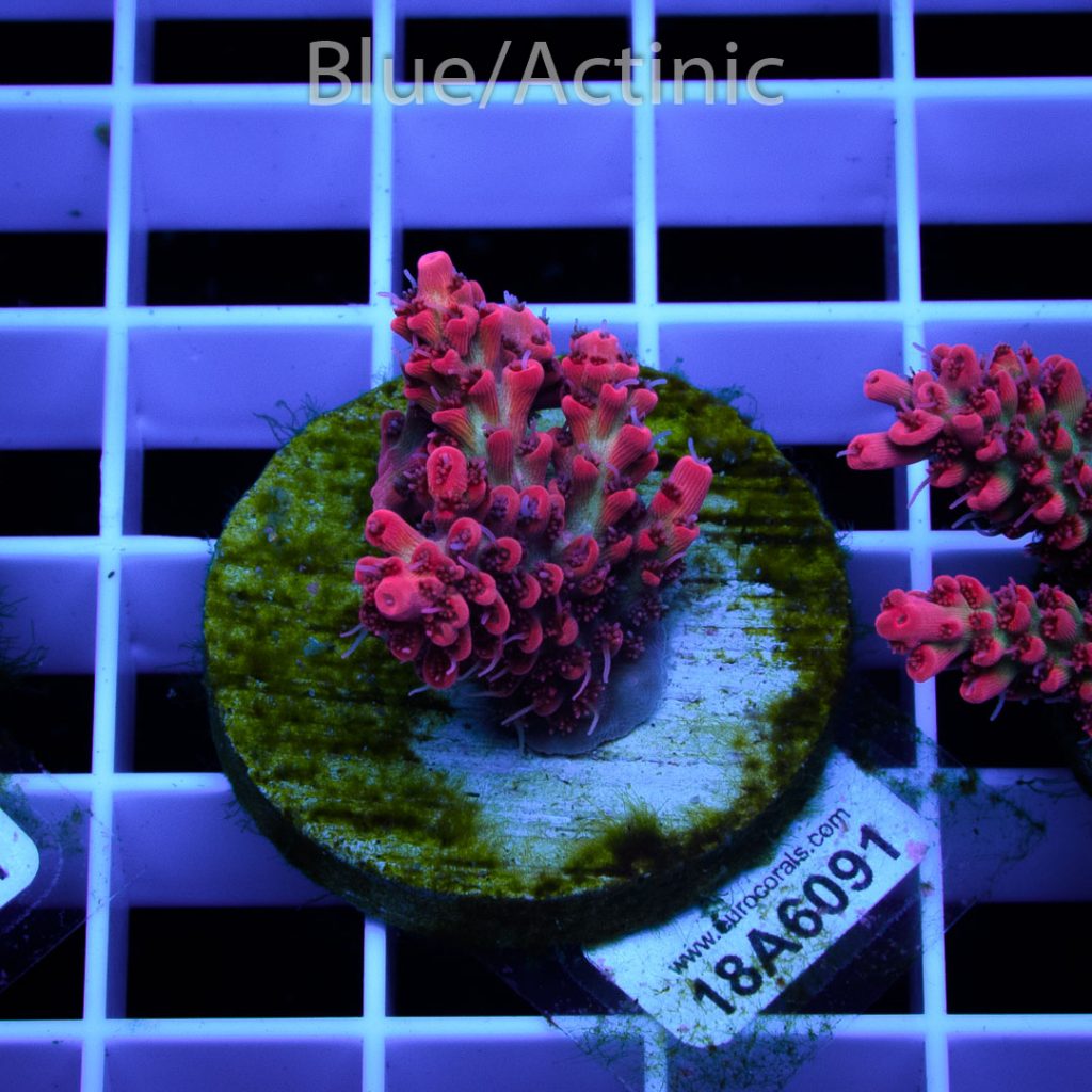 EC Red Snowdrop Acro RARE - Image 2
