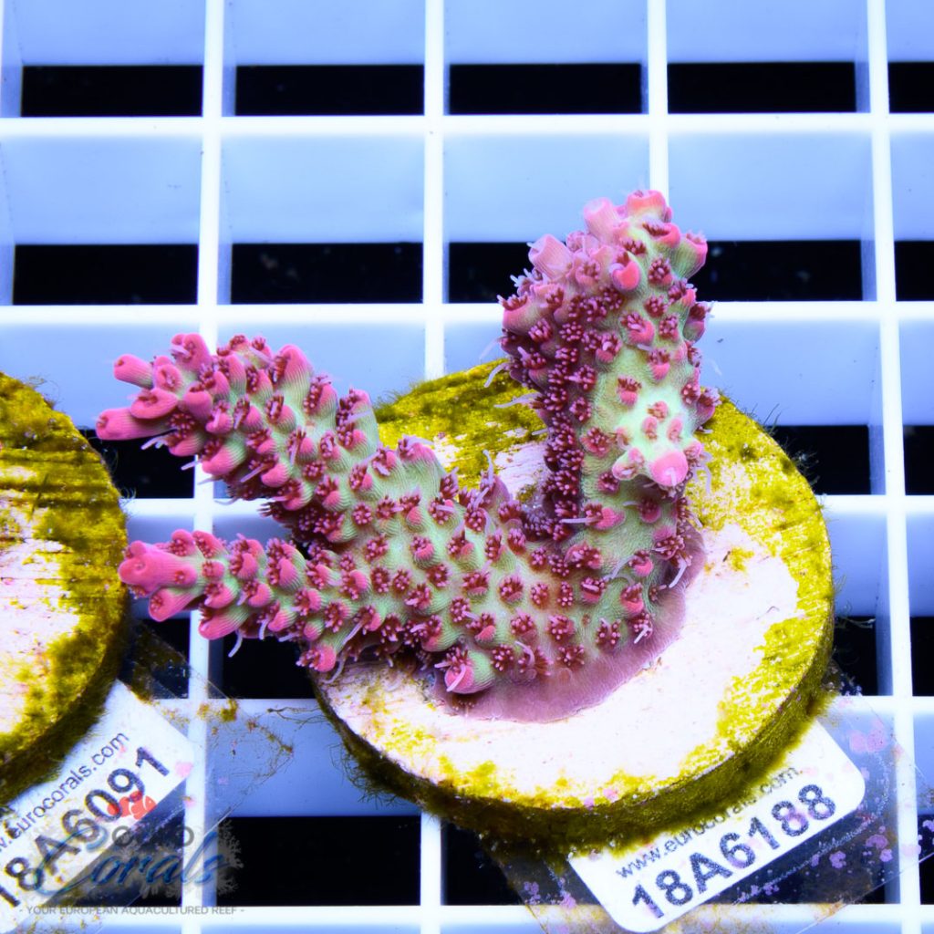 EC Red Snowdrop Acro RARE
