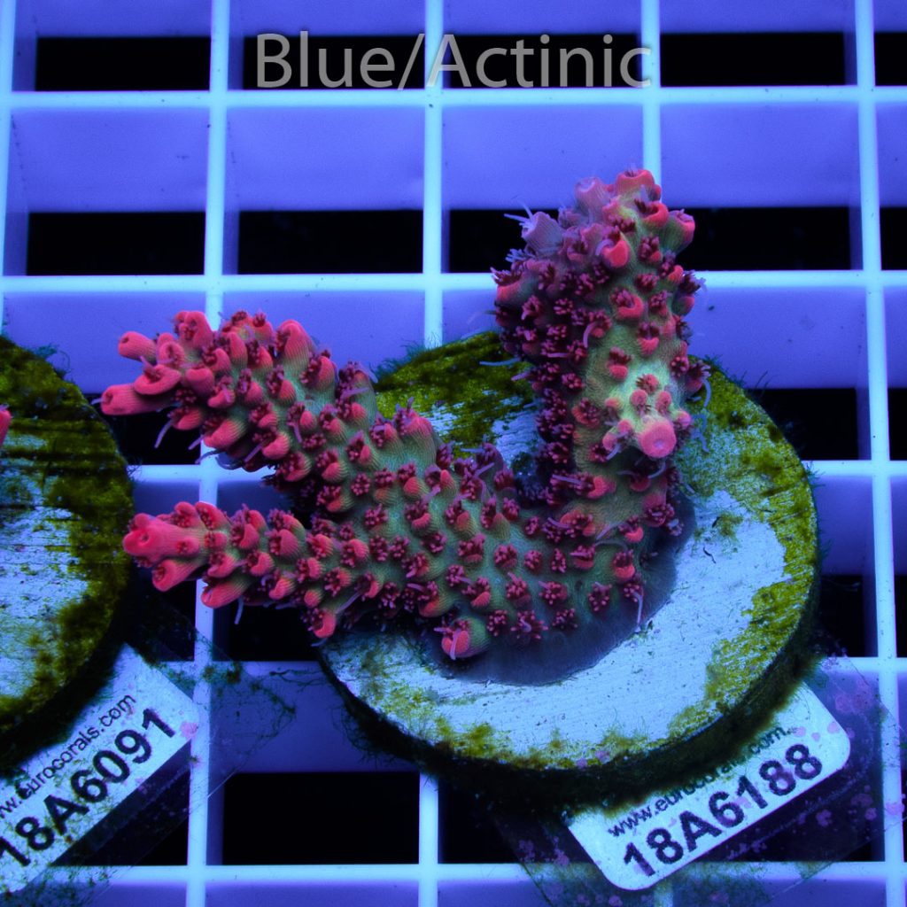 EC Red Snowdrop Acro RARE - Image 2