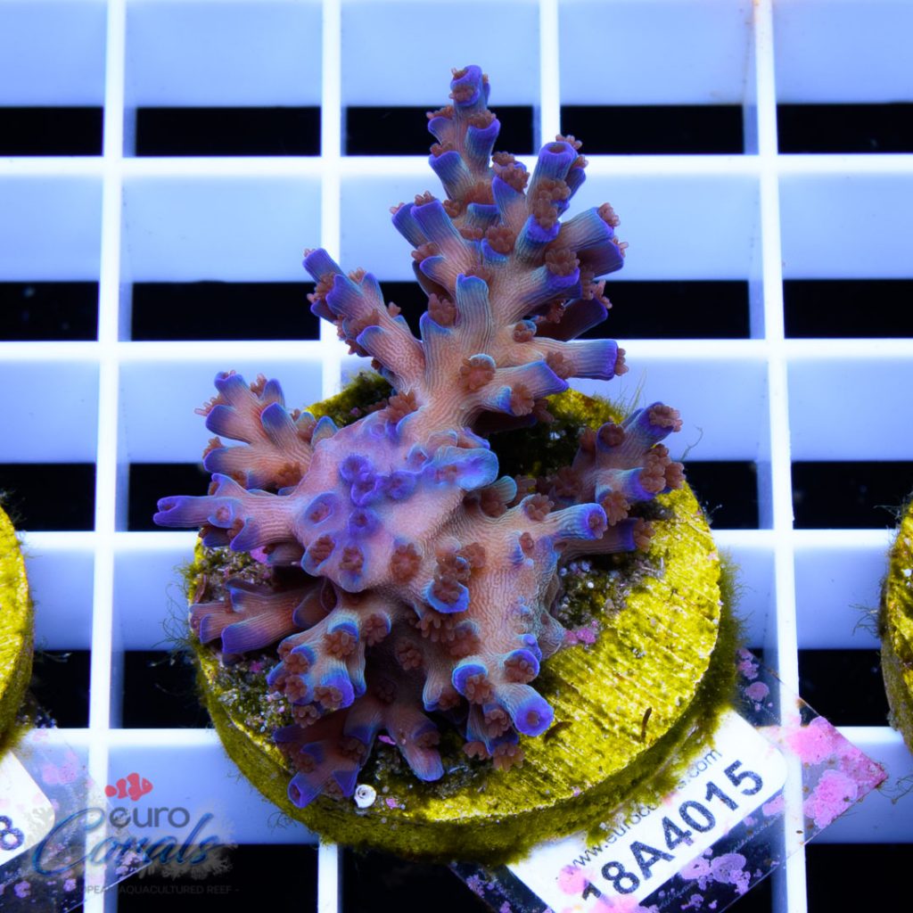 EC Icefire Echinata Boosted Blue