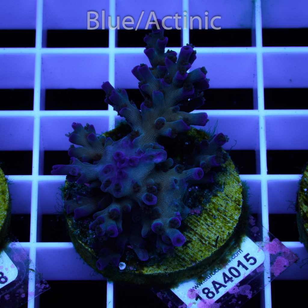 EC Icefire Echinata Boosted Blue - Image 2