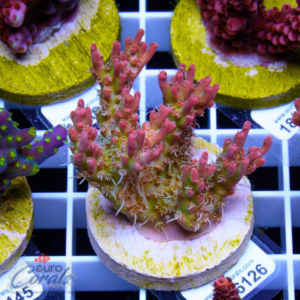 EC Heart Of The Sea Acro RARE