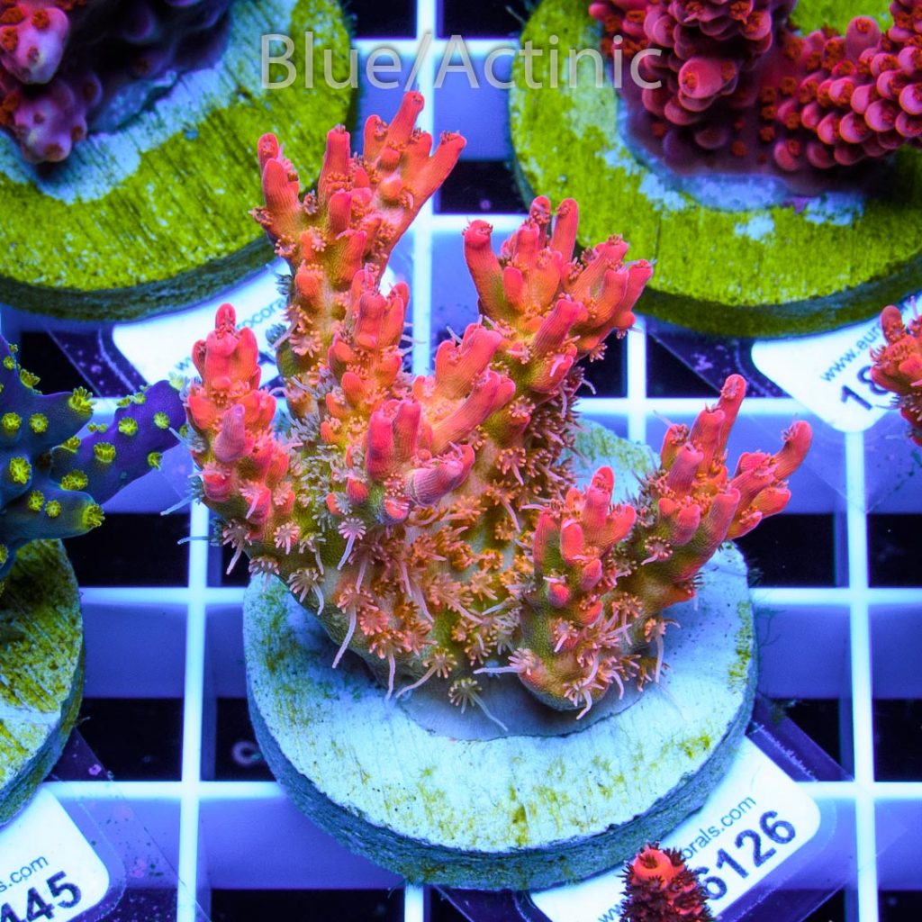 EC Heart Of The Sea Acro RARE - Image 2