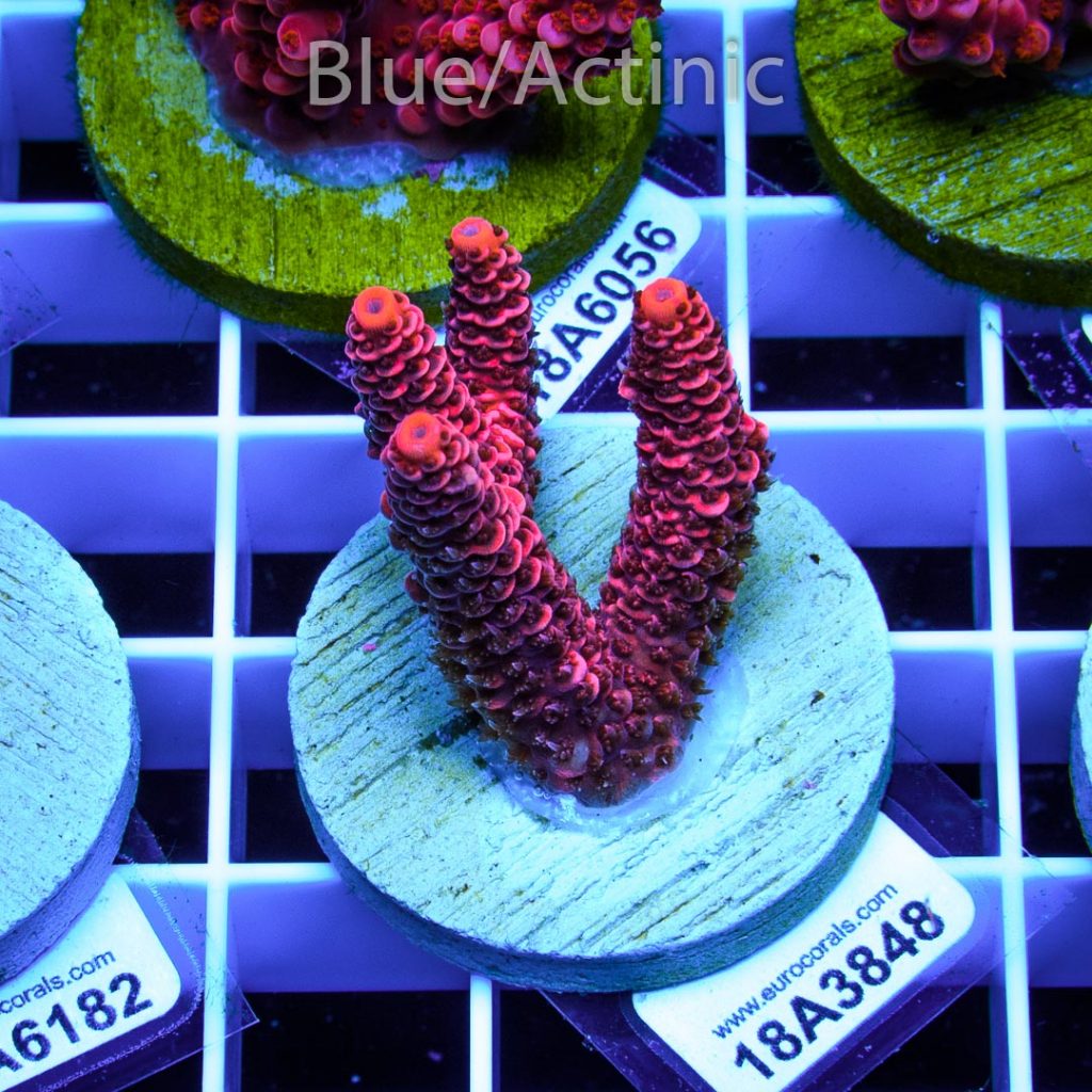 EC Blood Red Mille – Bild 2