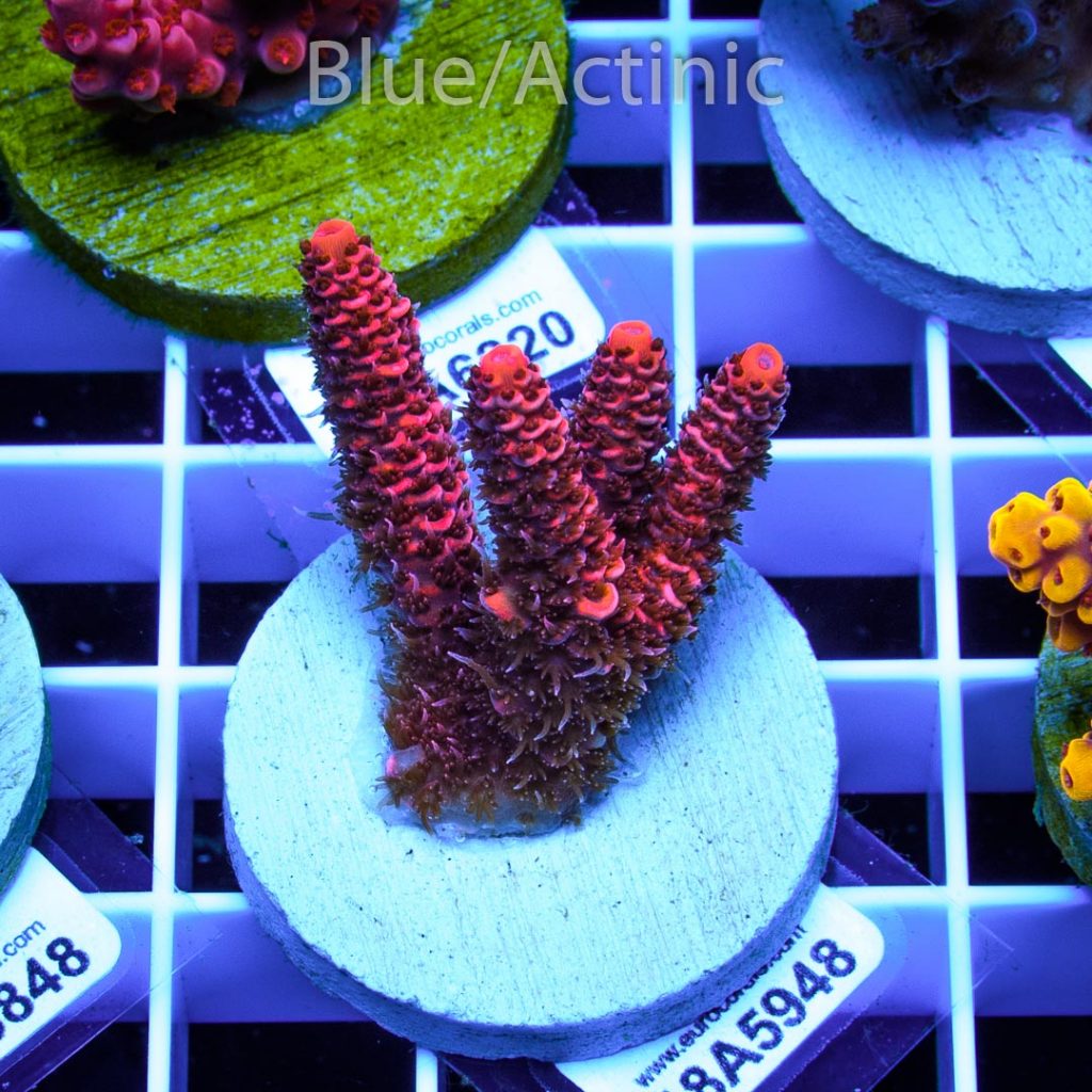 EC Blood Red Mille - Image 2