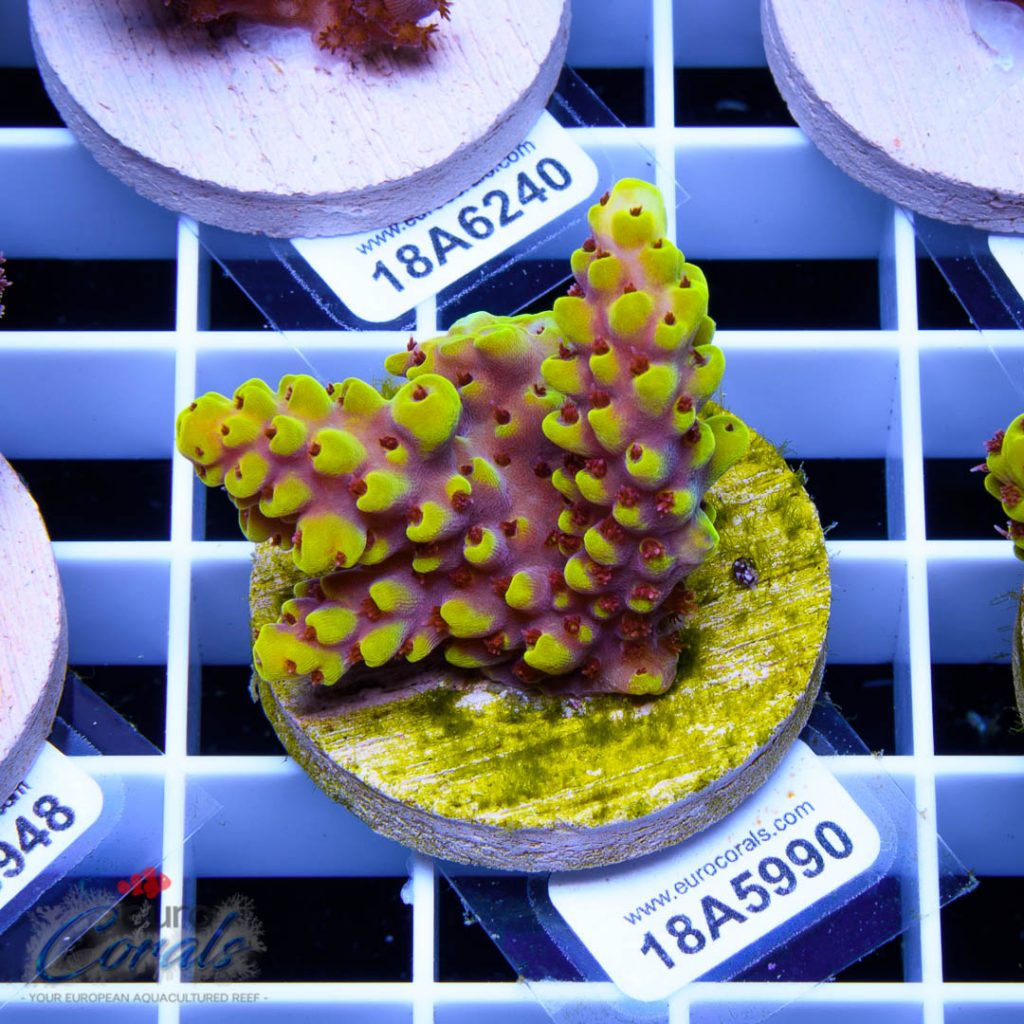 EC Yellow Pikachu Red Polyps