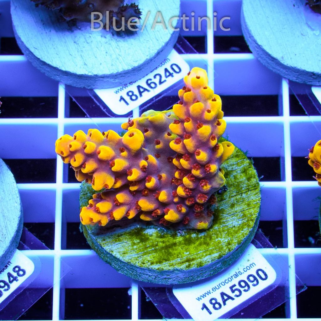 EC Yellow Pikachu Red Polyps - Image 2