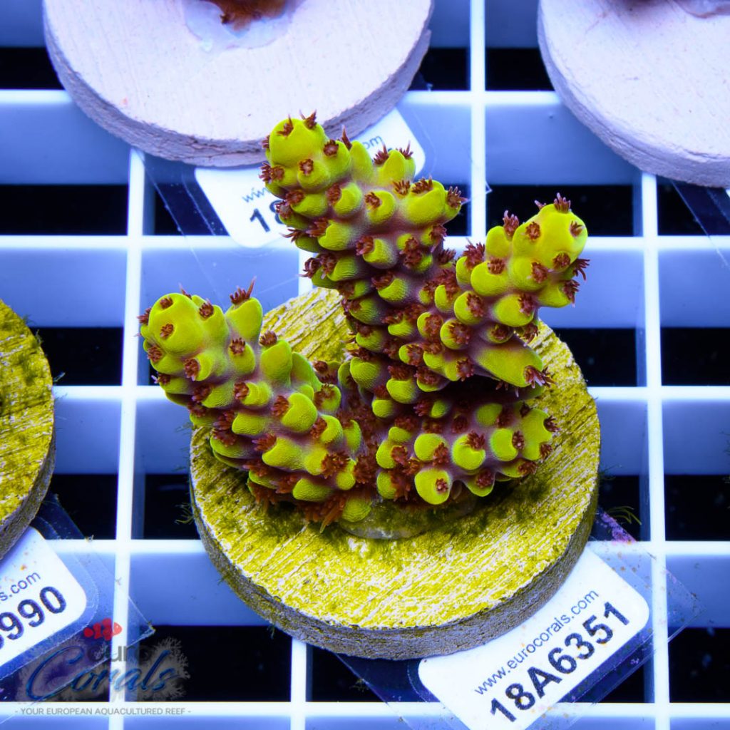 EC Yellow Pikachu Red Polyps