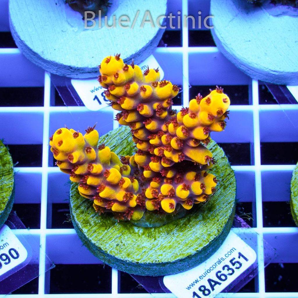 EC Yellow Pikachu Red Polyps - Image 2