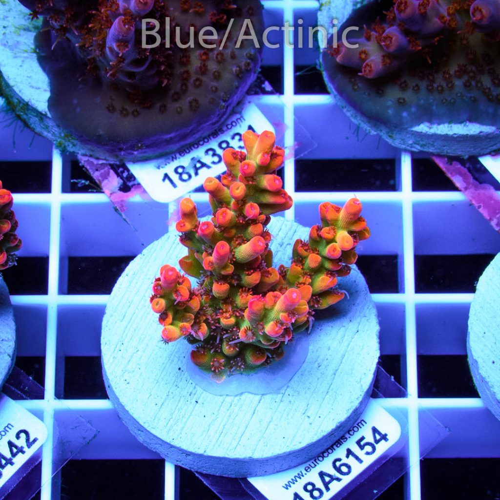 EC Raspberry Shortcake - Image 2