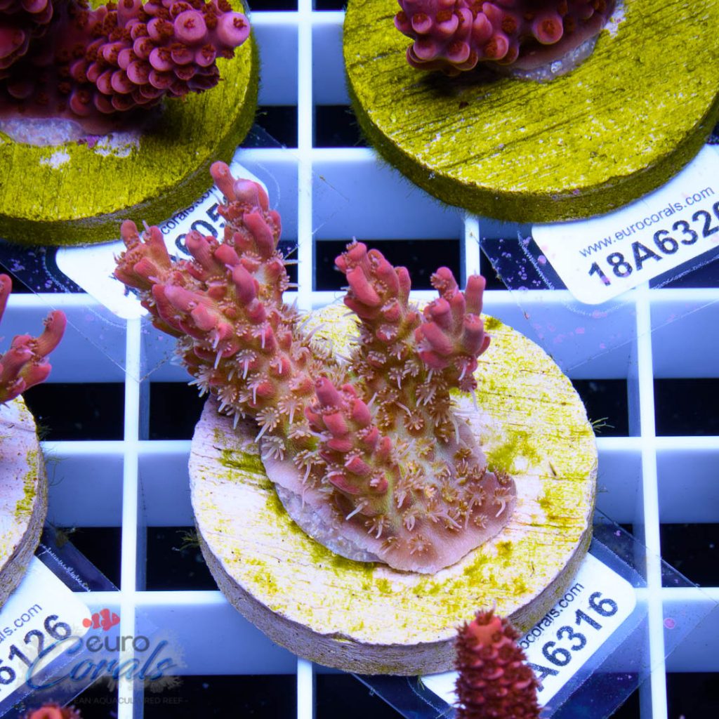 EC Heart Of The Sea Acro RARE