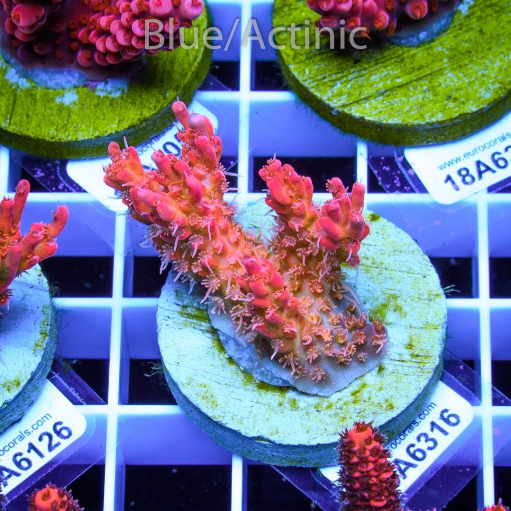 EC Heart Of The Sea Acro RARE - Image 2