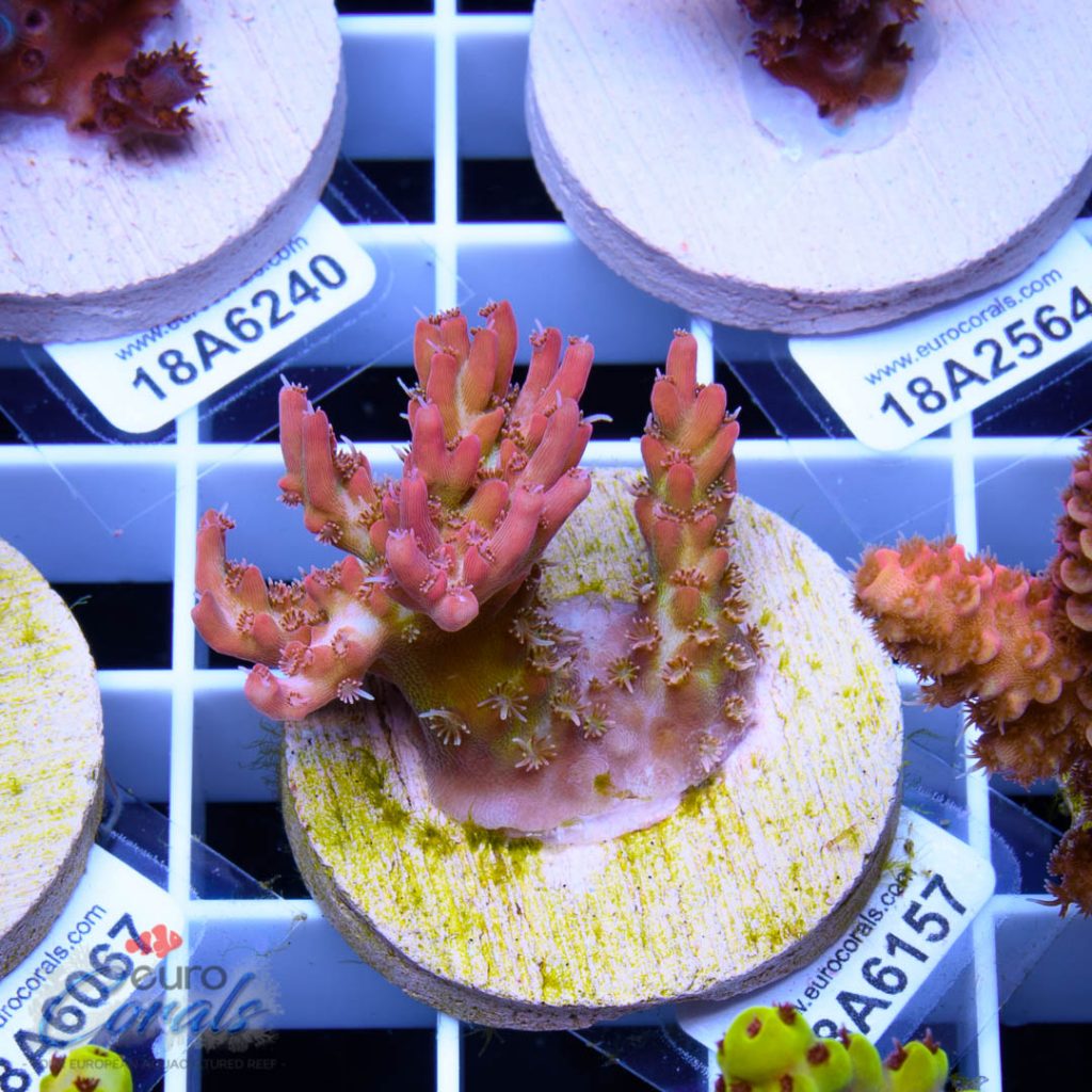 EC Heart Of The Sea Acro RARE
