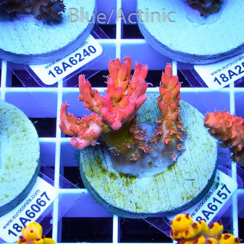 EC Heart Of The Sea Acro RARE - Image 2