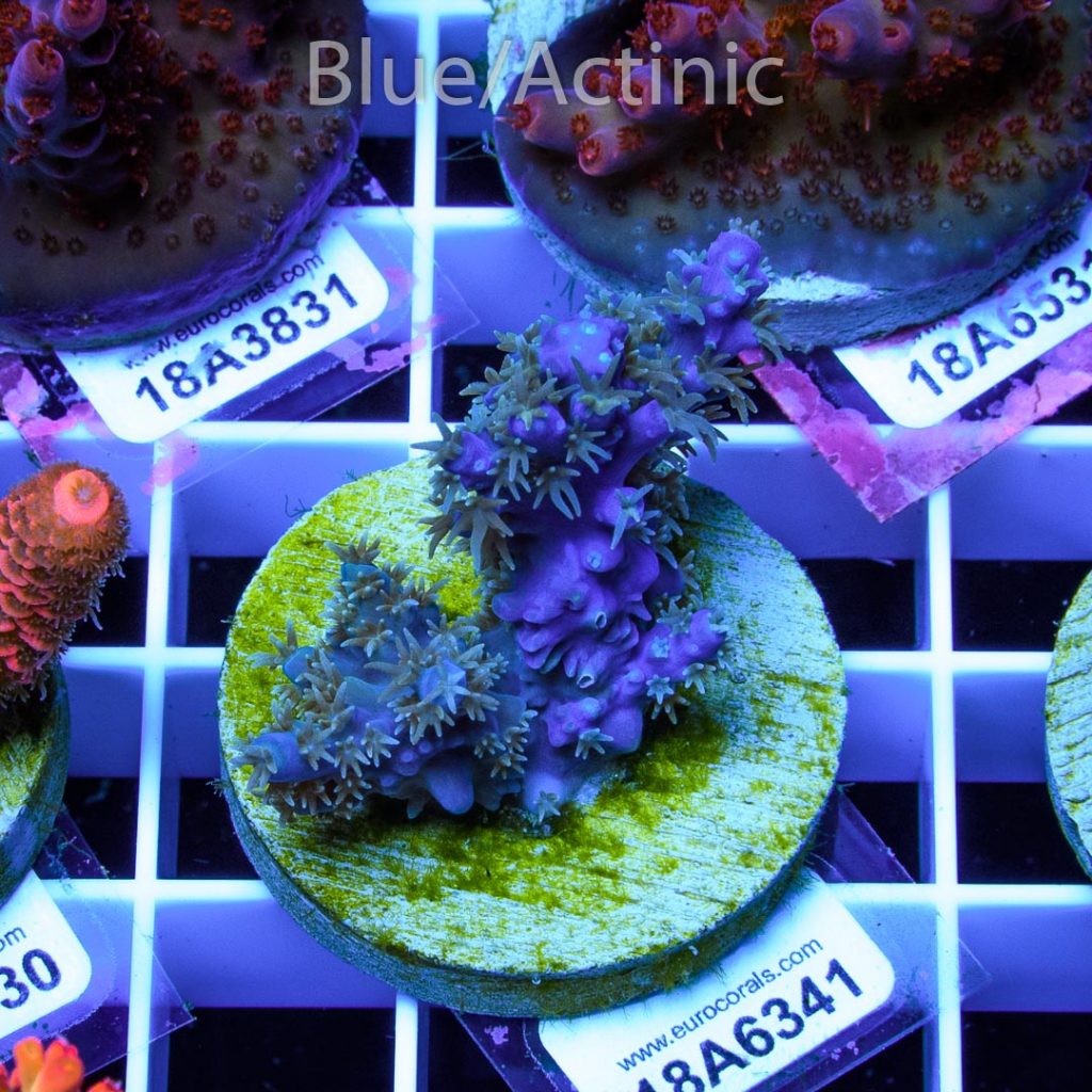 EC Blue Horrida - Image 2