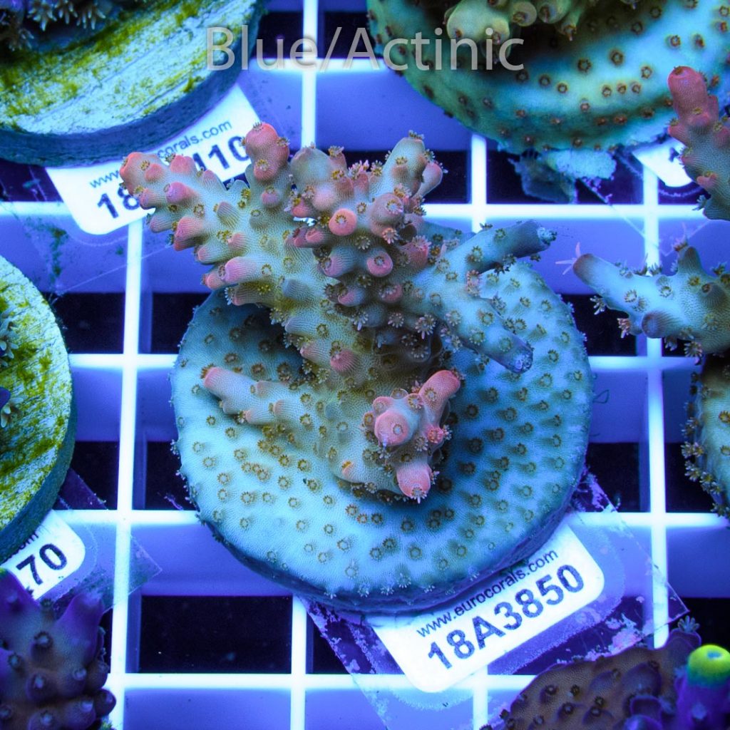 EC Pink Diamond Acro - Image 2