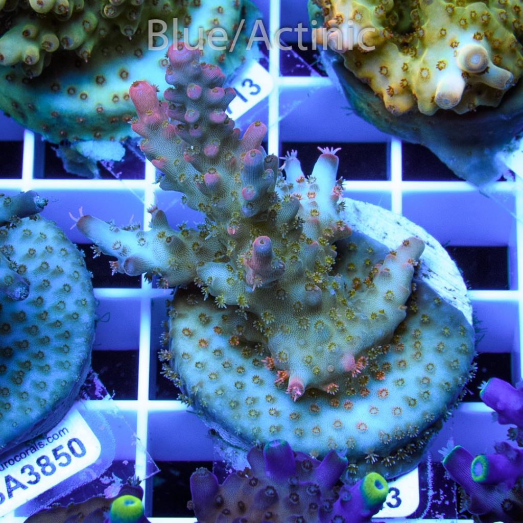 EC Pink Diamond Acro - Image 2