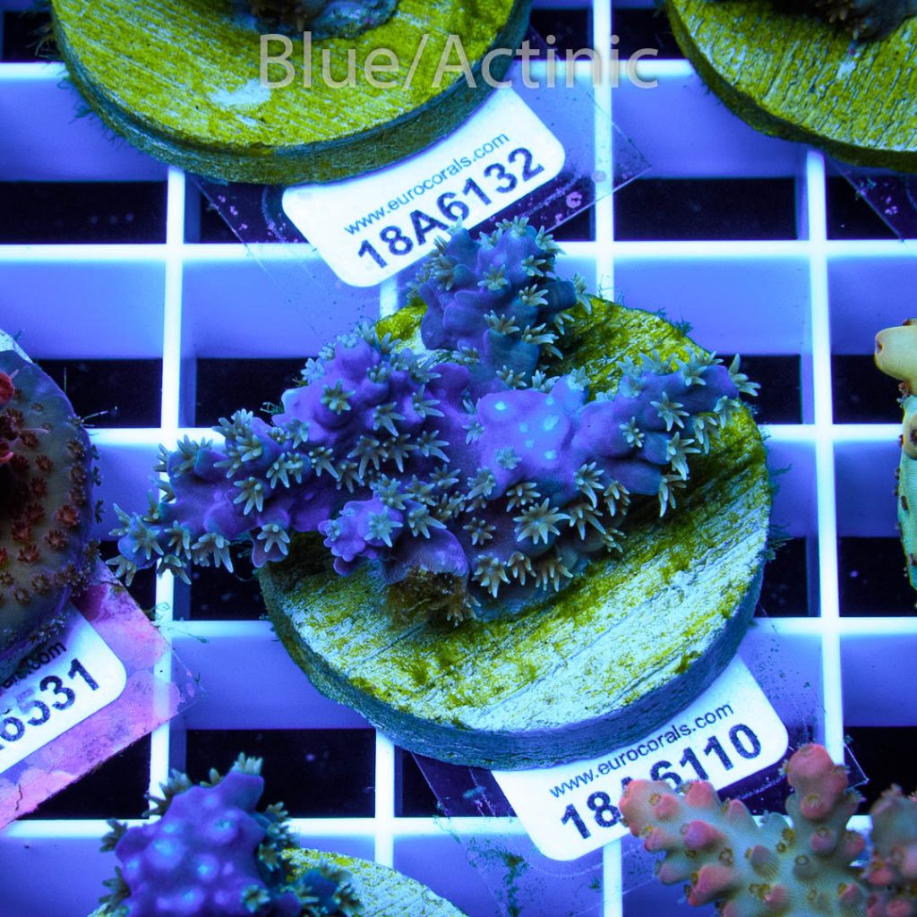 EC Blue Horrida - Image 2