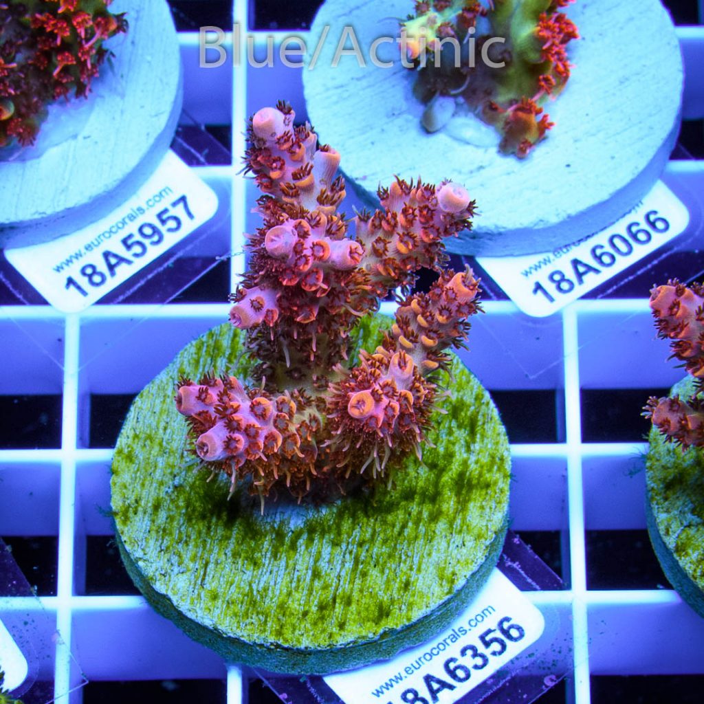 EC Rainbow Acro - Image 2