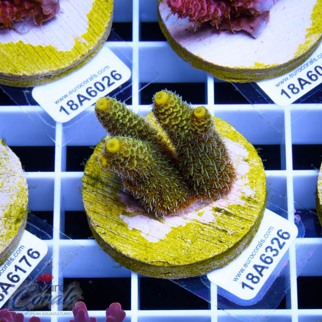 EC Yellow Crazzy Banana