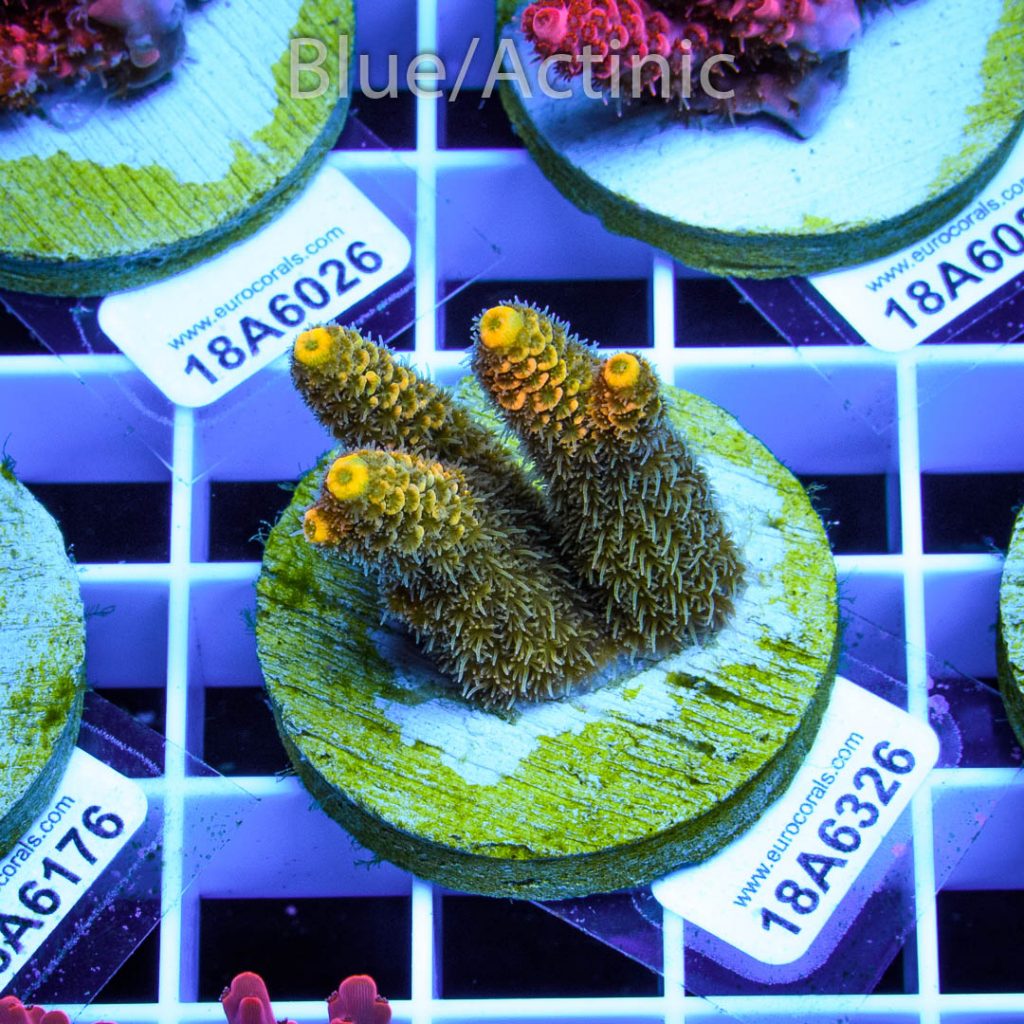 EC Yellow Crazzy Banana - Image 2