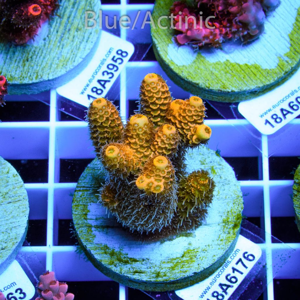 EC Yellow Crazzy Banana - Image 2
