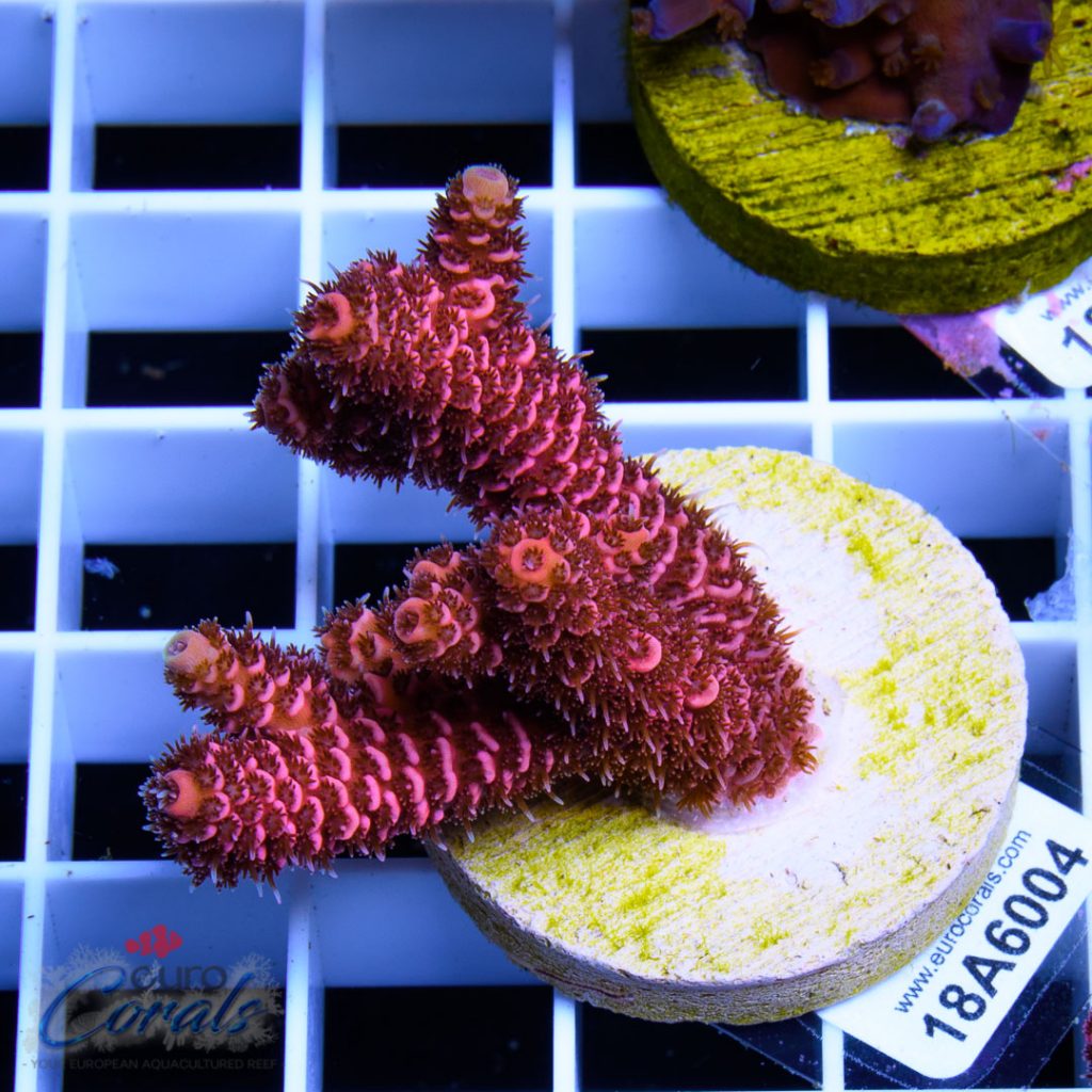 EC Red Wine Mille