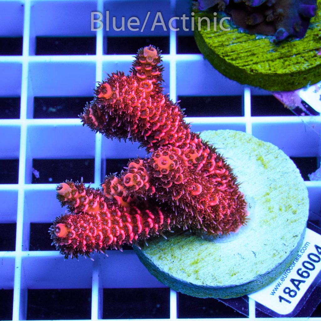 EC Red Wine Mille - Image 2