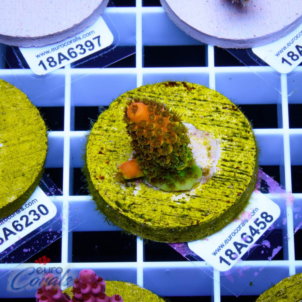 EC On Fire Spathulata RARE