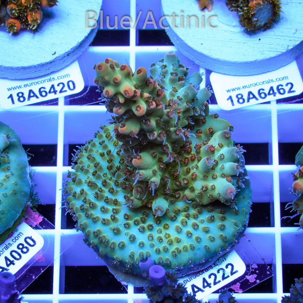 EC Vinh Acro - Image 2