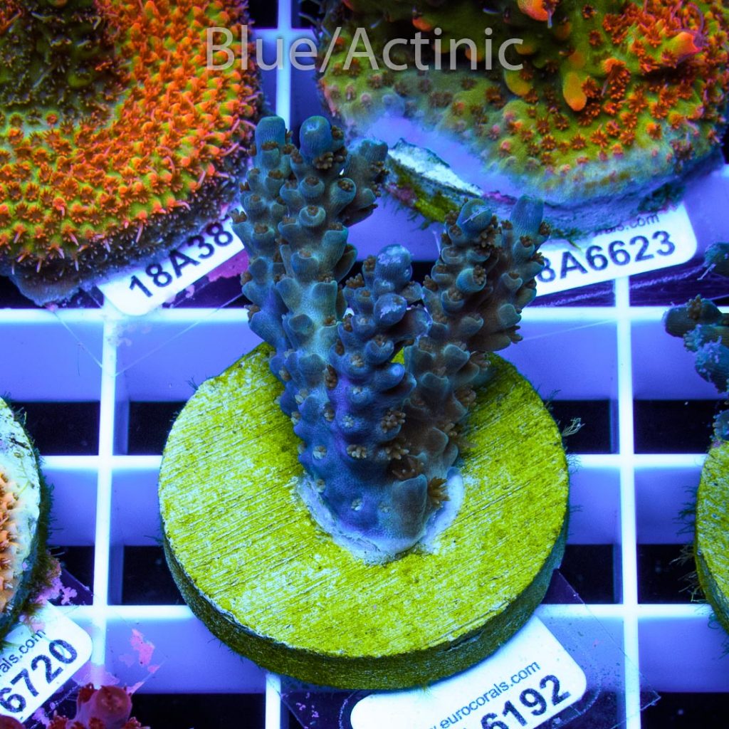 EC Blue Flame Acro - Image 2
