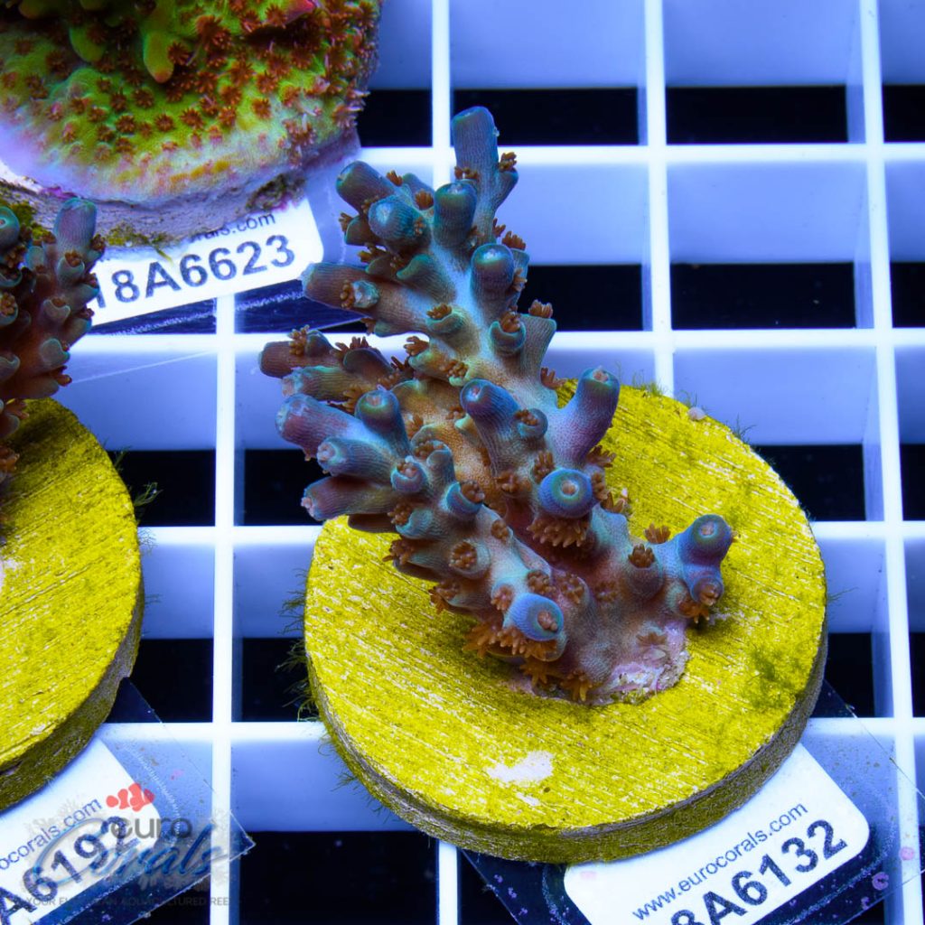 EC Blue Flame Acro
