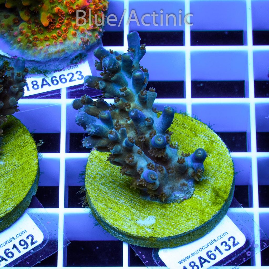 EC Blue Flame Acro - Image 2