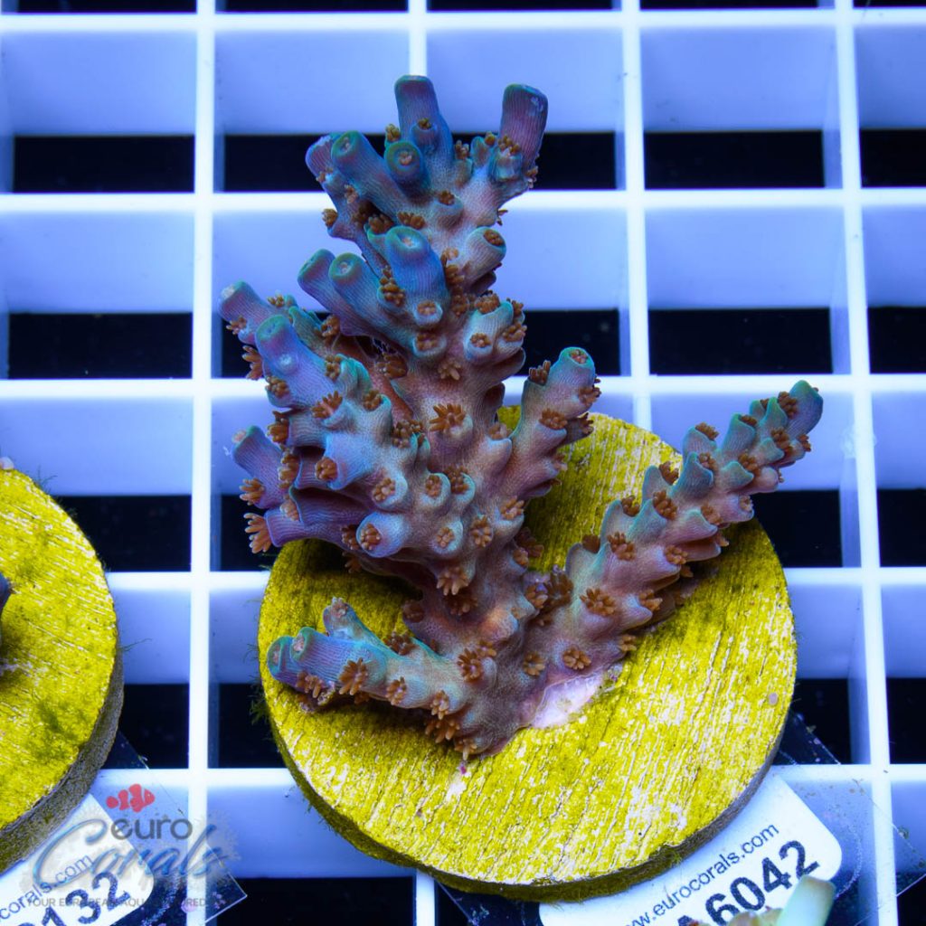 EC Blue Flame Acro