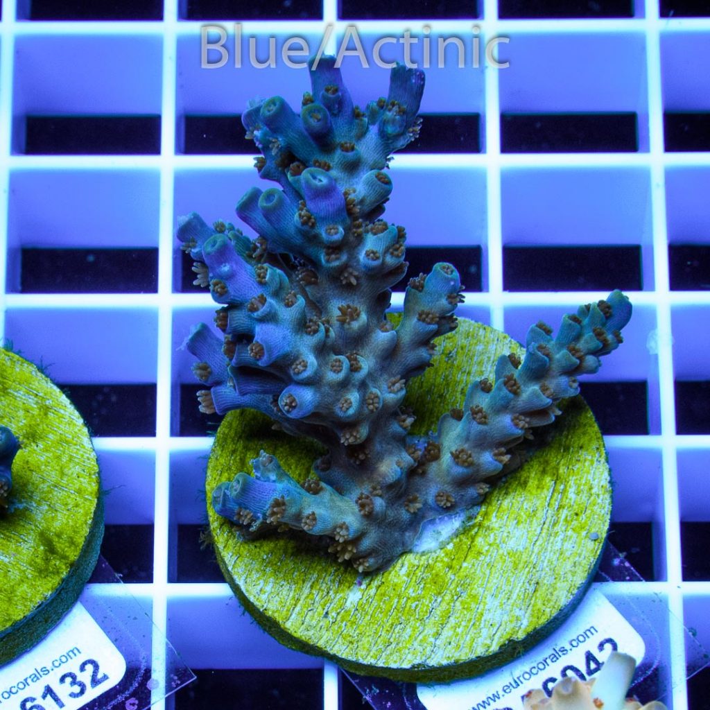 EC Blue Flame Acro - Image 2