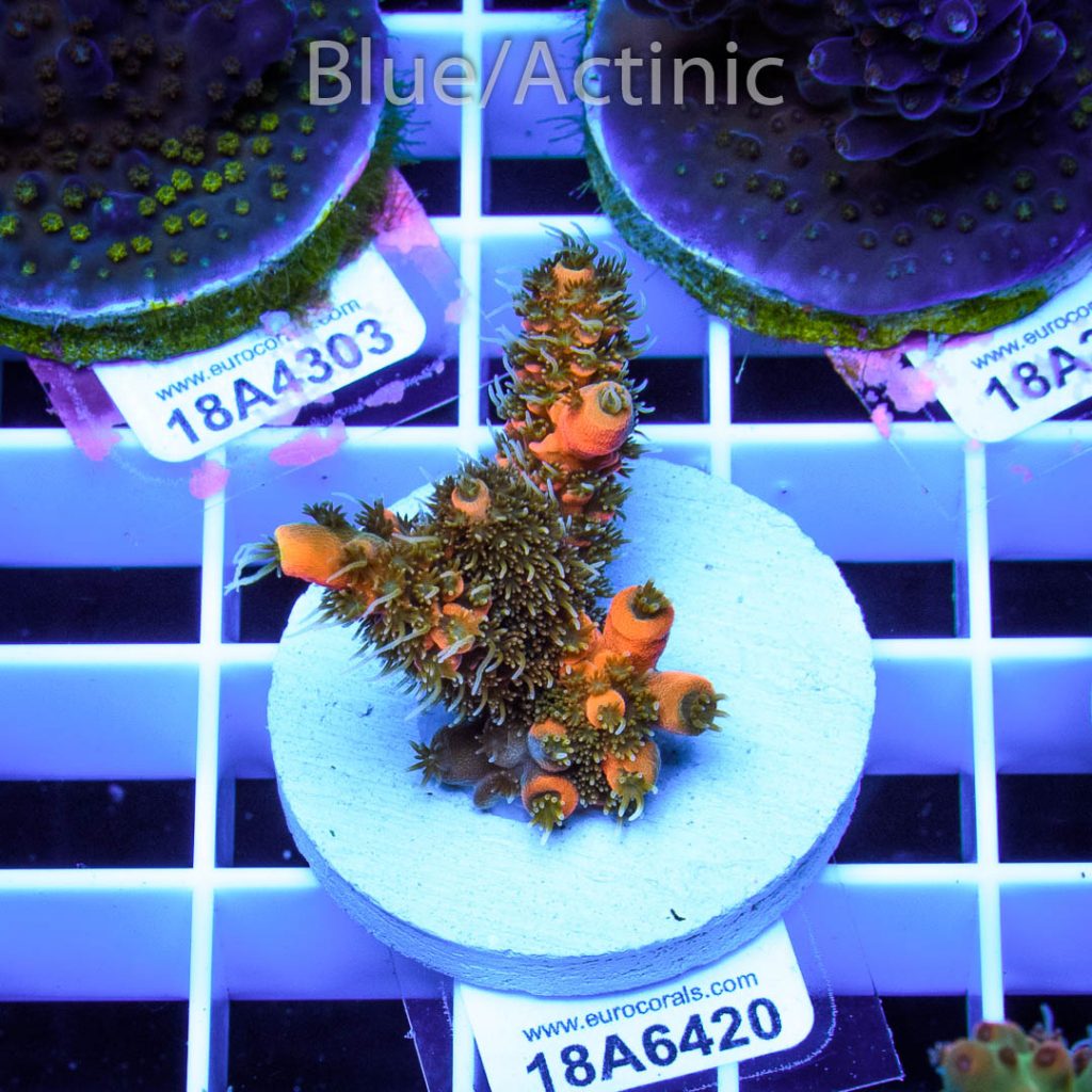 EC Sun God Prostrata - Image 2