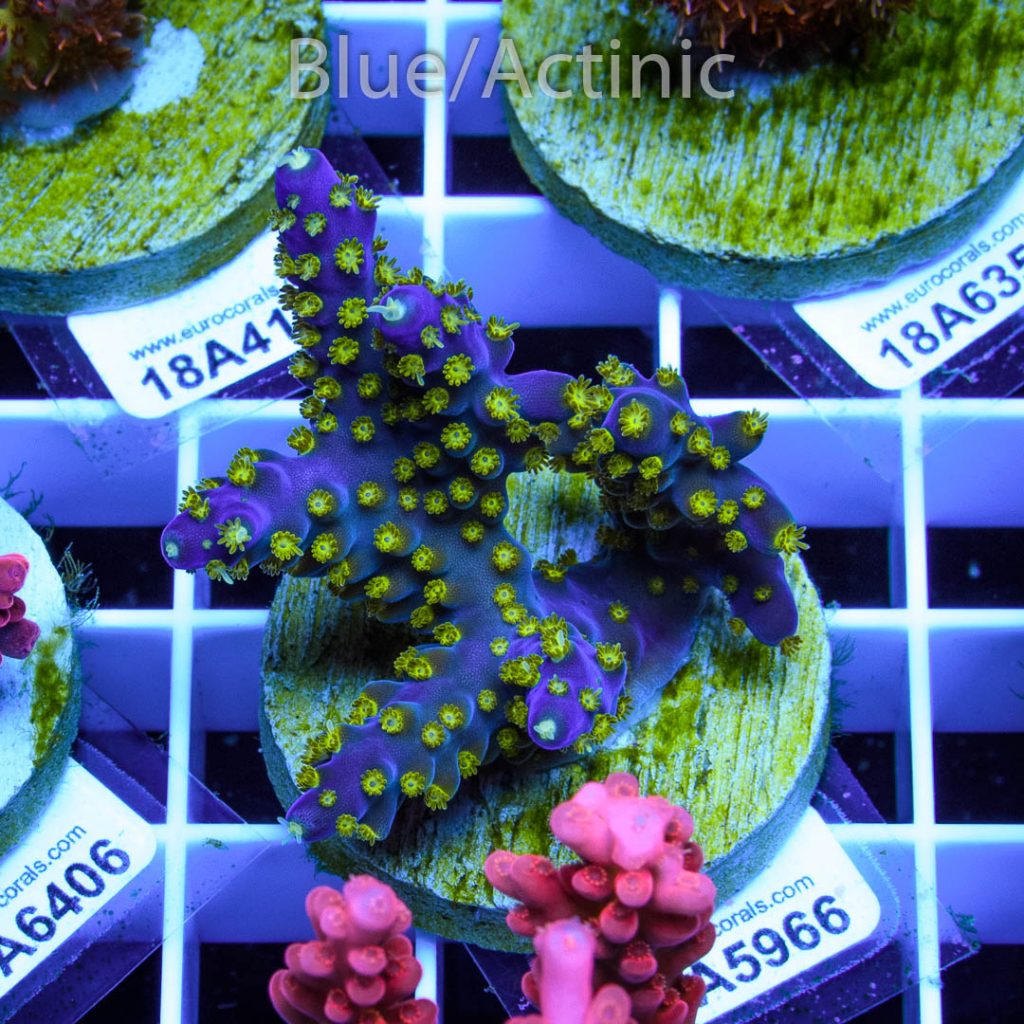 EC Blueberry Fields Acro - Image 2