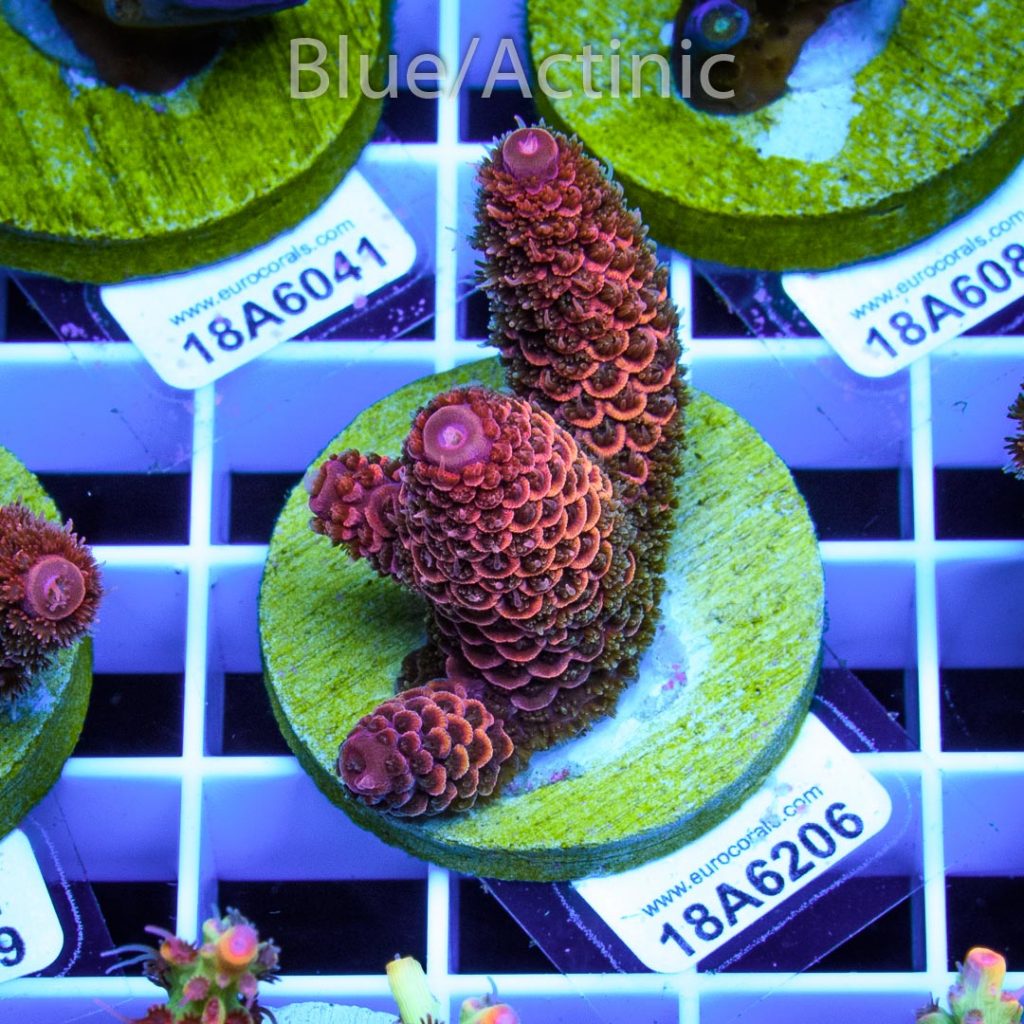 EC Rainbow Spathulata - Image 2