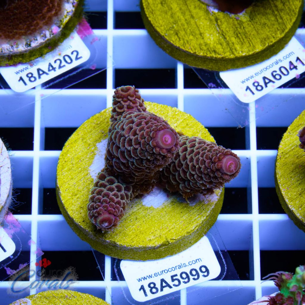 EC Rainbow Spathulata