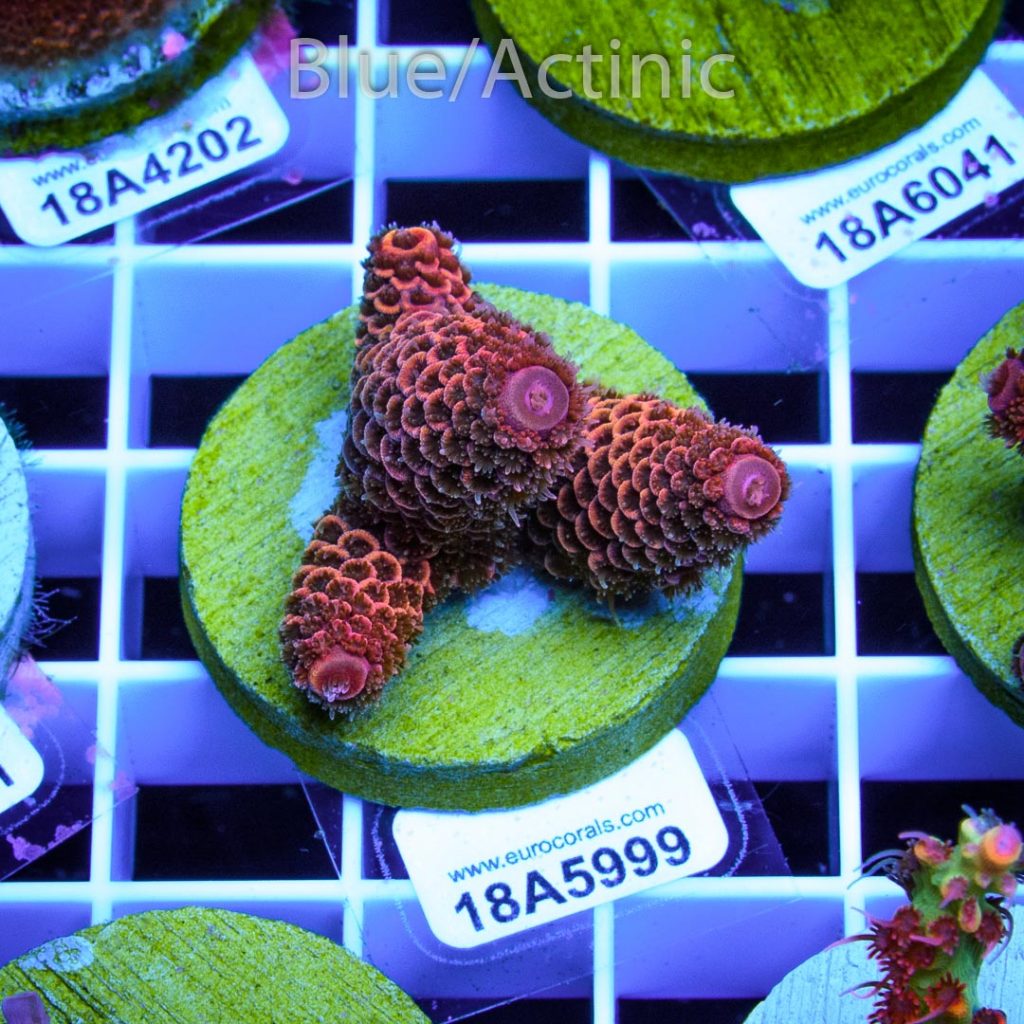 EC Rainbow Spathulata - Image 2