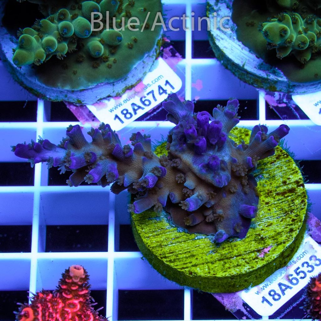 EC Icefire Echinata Boosted Blue - Image 2