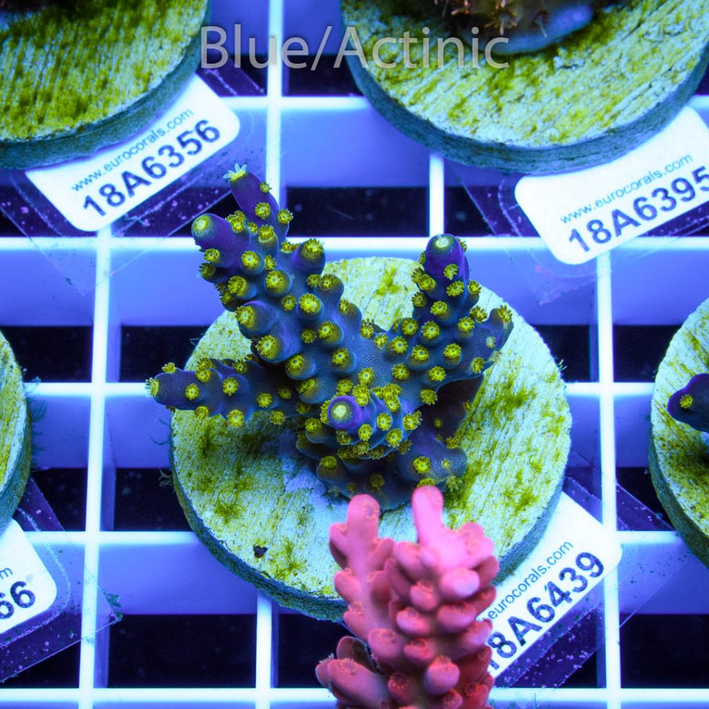 EC Blueberry Fields Acro - Image 2