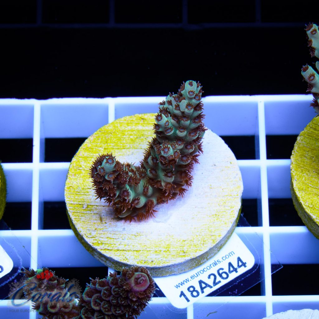 EC Wild Berry Acro