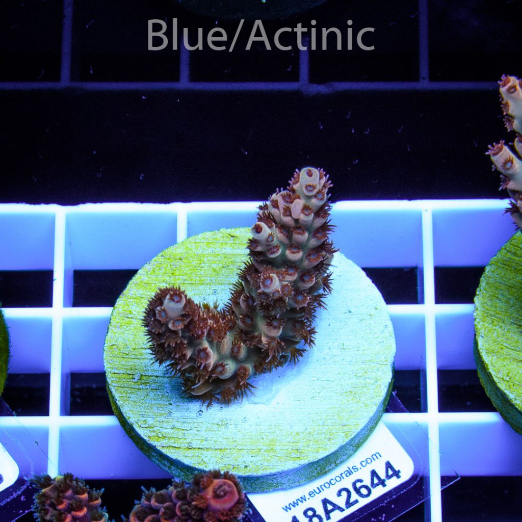 EC Wild Berry Acro - Image 2