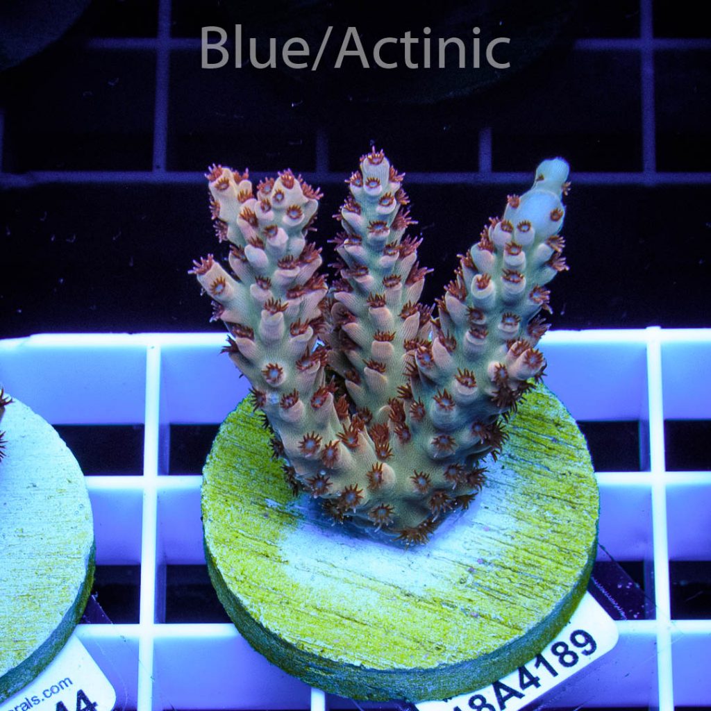 EC Wild Berry Acro - Image 2