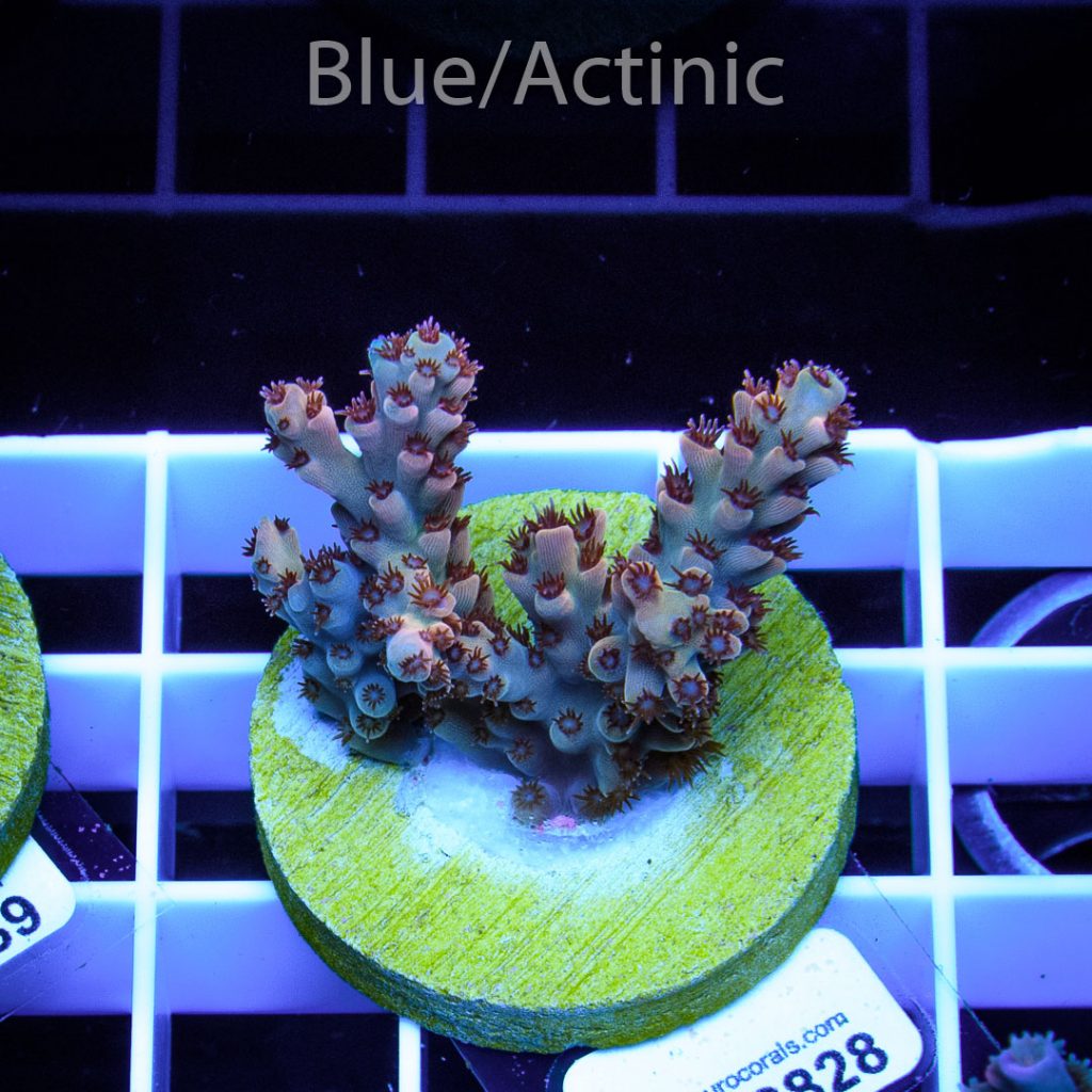 EC Wild Berry Acro - Image 2