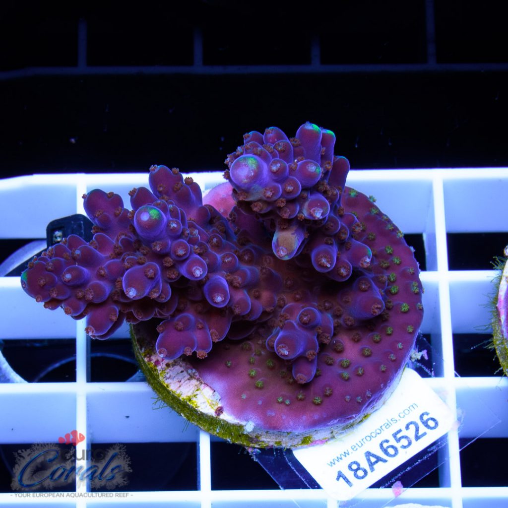 EC Grafted Purple Monster Acro RARE
