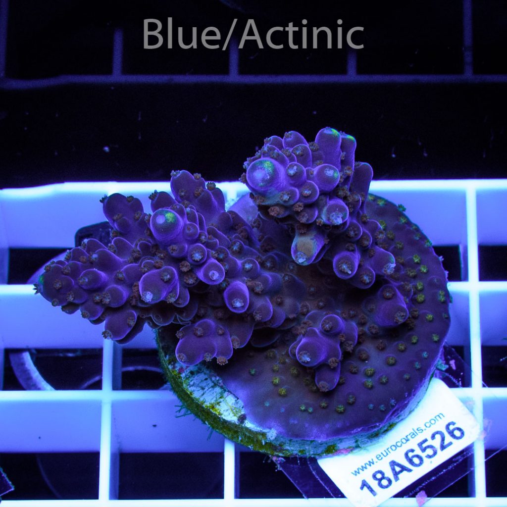 EC Grafted Purple Monster Acro RARE - Image 2