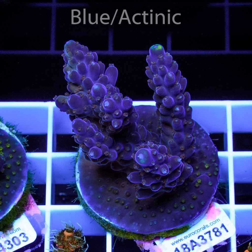 EC Grafted Purple Monster Acro RARE - Image 2